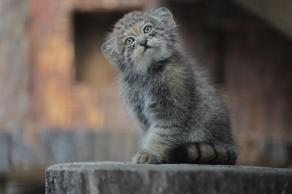 Котенка назвали Шу из-за смешного шипения. Фото: t.me/kult_spb