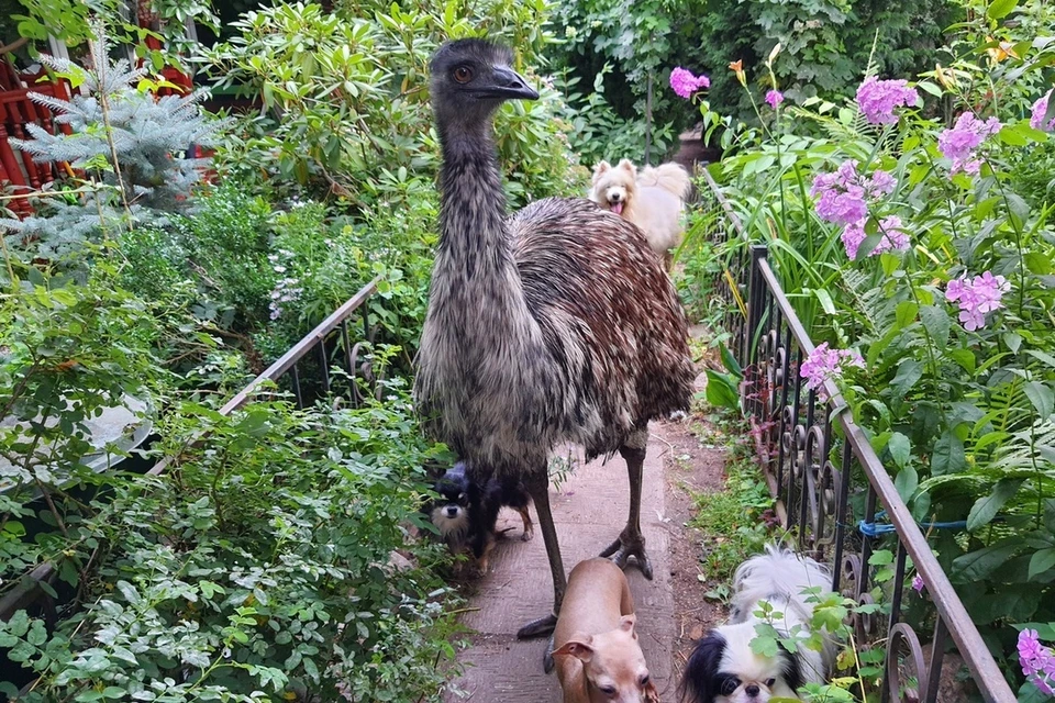 Страус Степа испугался пожара и сбежал из театра зверей в Ленобласти ...