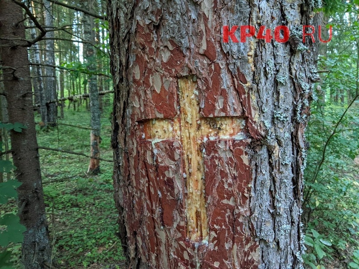 В одном из лесов Калужской области на деревьях вырезали кресты - KP.RU