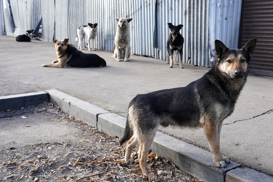 Депутат Кобылкин: Закон о безнадзорных животных не дает права их уничтожать