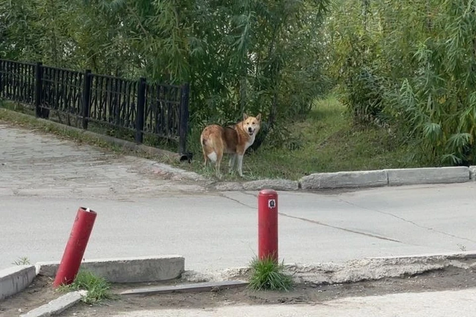 На этой неделе в Якутске бригады по отлову поймали 34 безнадзорные собаки. Фото: пресс-служба мэрии Якутска