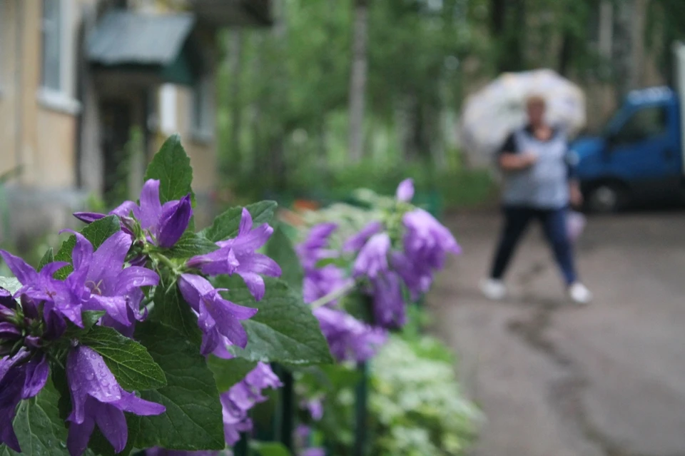 Сегодня в Коми будет прохладно и дождливо