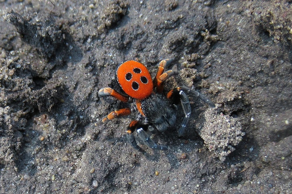 Краснокнижный паук Eresus kollari