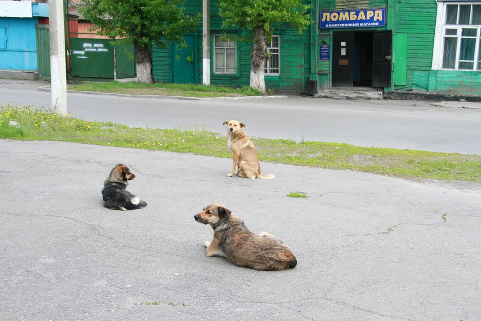 Живодеры не жалеют бездомных собак