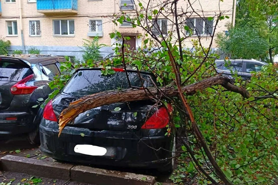 Декоративные деревья и кустарники