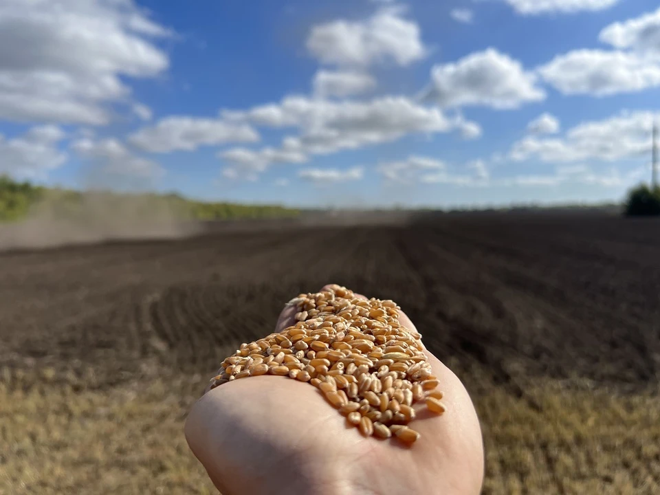 Более 80 тонн озимой пшеницы нового сорта реализовано на территории Ульяновской области и за ее пределами. Фото УлГАУ