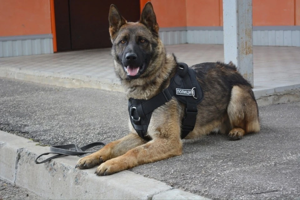 В Сыктывдинском районе полицейская собака вычислила грабителя