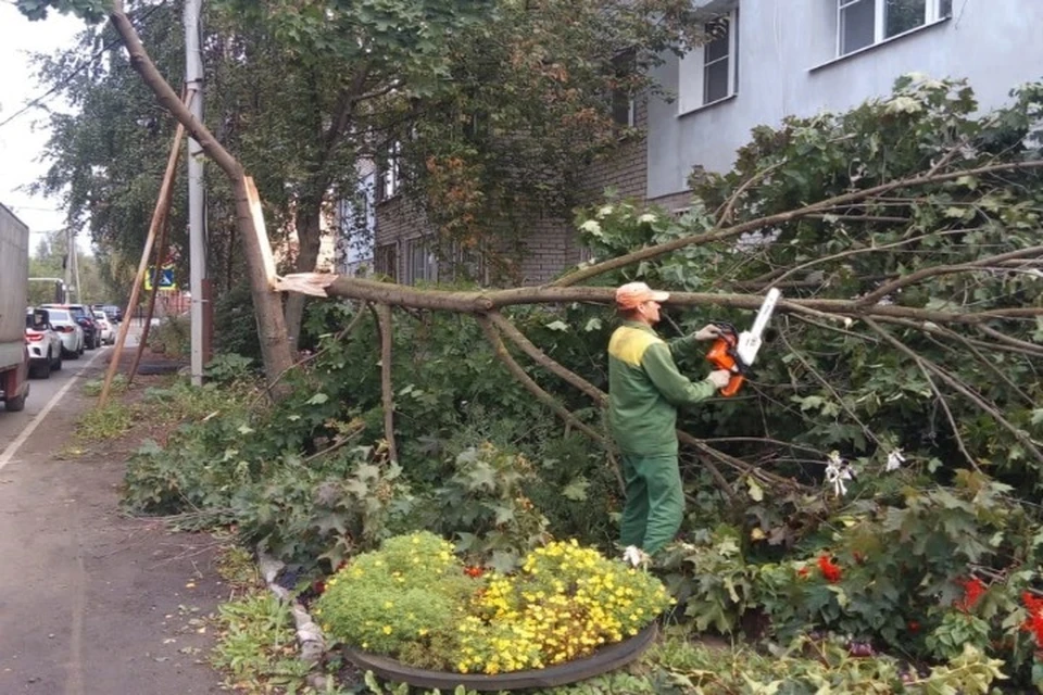 В Ярославле сильный ветер повалил больше 20 деревьев. ФОТО: страница Артема Молчанова ВКонтакте