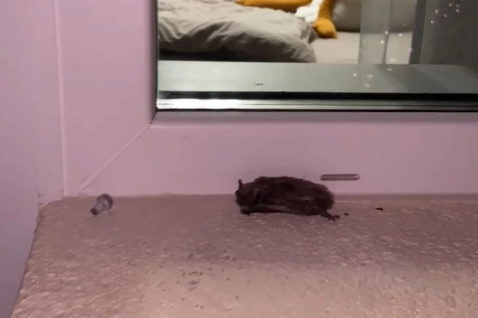 Летучая мышь жила на балконе. Фото: скриншот из видео