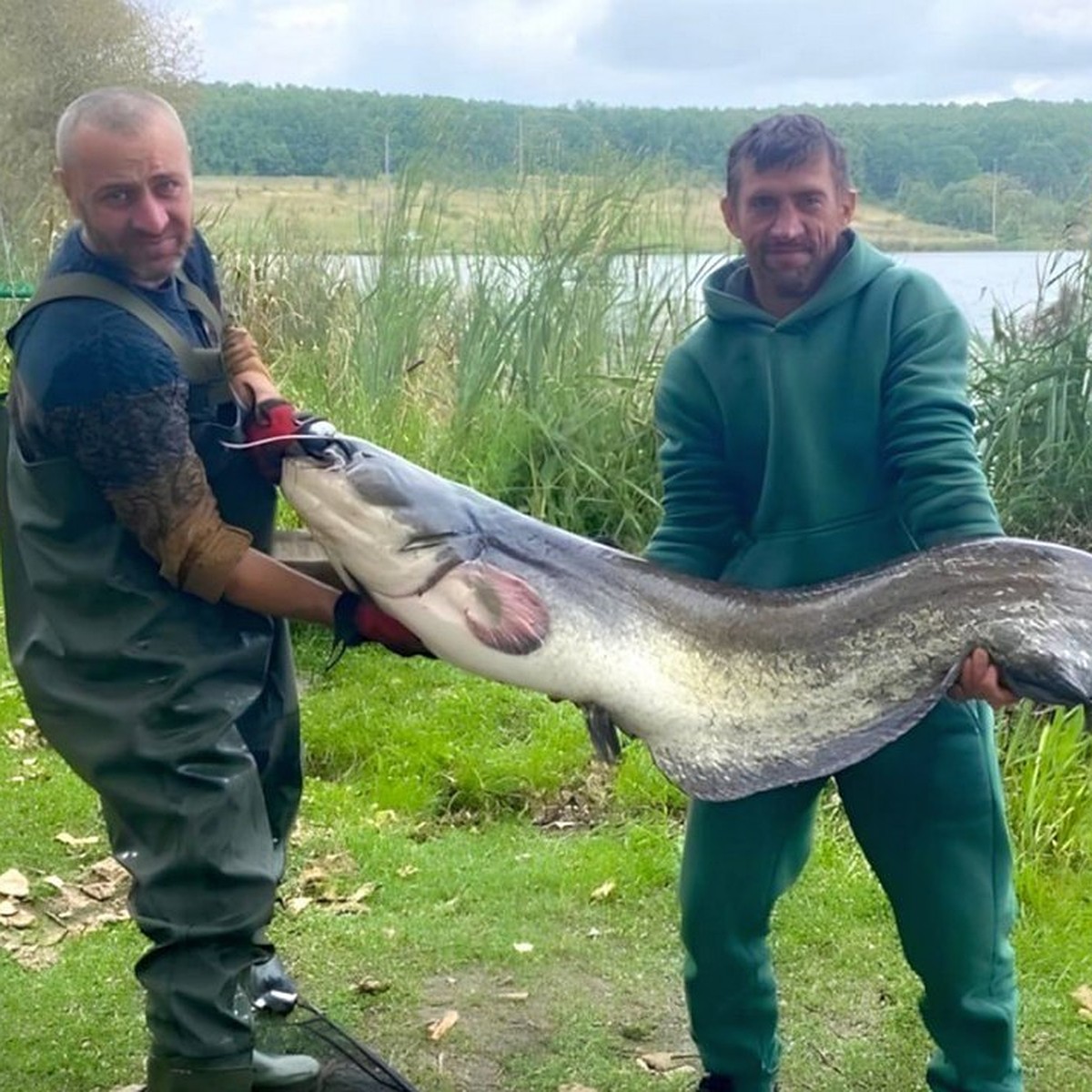 Рыбаки четыре часа ловили сома в 31 кг в Крещенском пруду под Липецком -  KP.RU