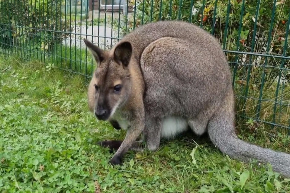 В ярославском зоопарке появился новый обитатель – кенгуру. ФОТО: официальная группа ярославского зоопарка ВКонтакте
