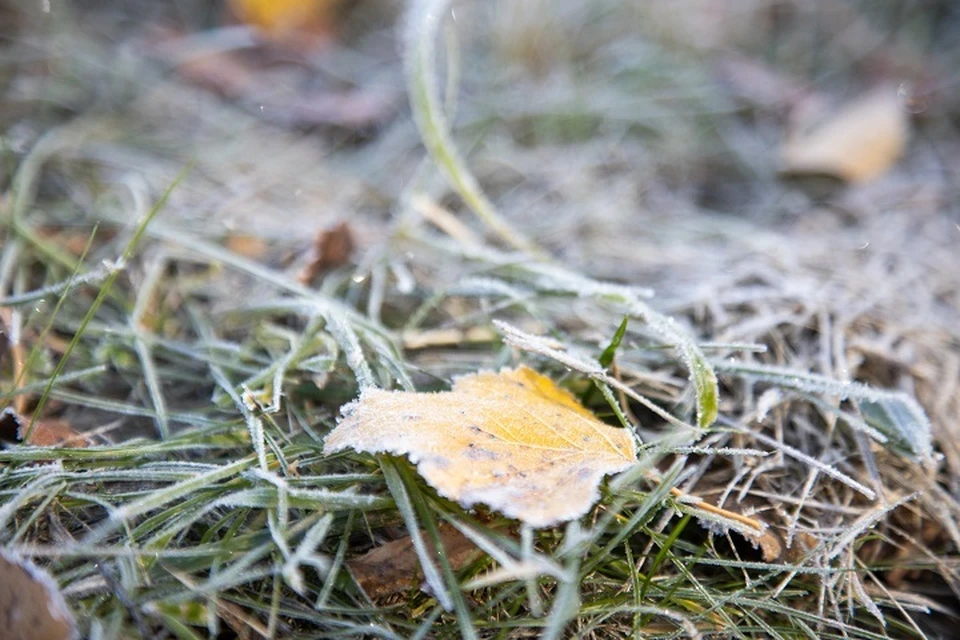 Первые серьезные заморозки обычно приходятся на 27-30 сентября.