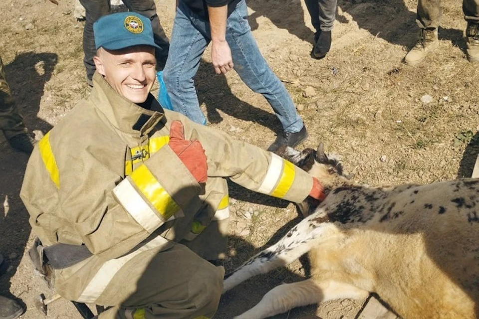 Алчевские спасатели извлекли из теплотрассы теленка. Фото - МЧС ЛНР