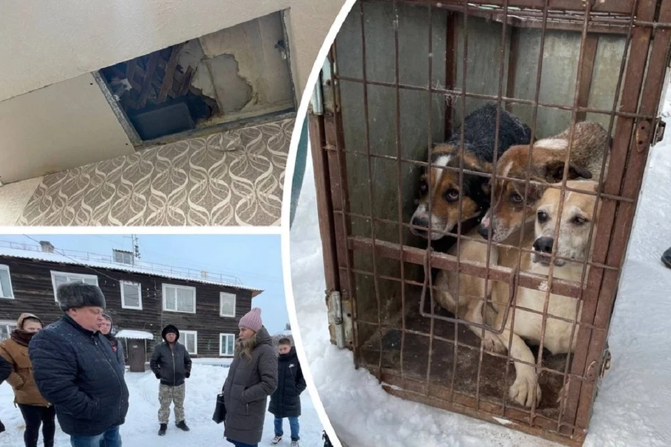 В Новосибирске женщину, устроившую собачью гостиницу, отправили в психбольницу.