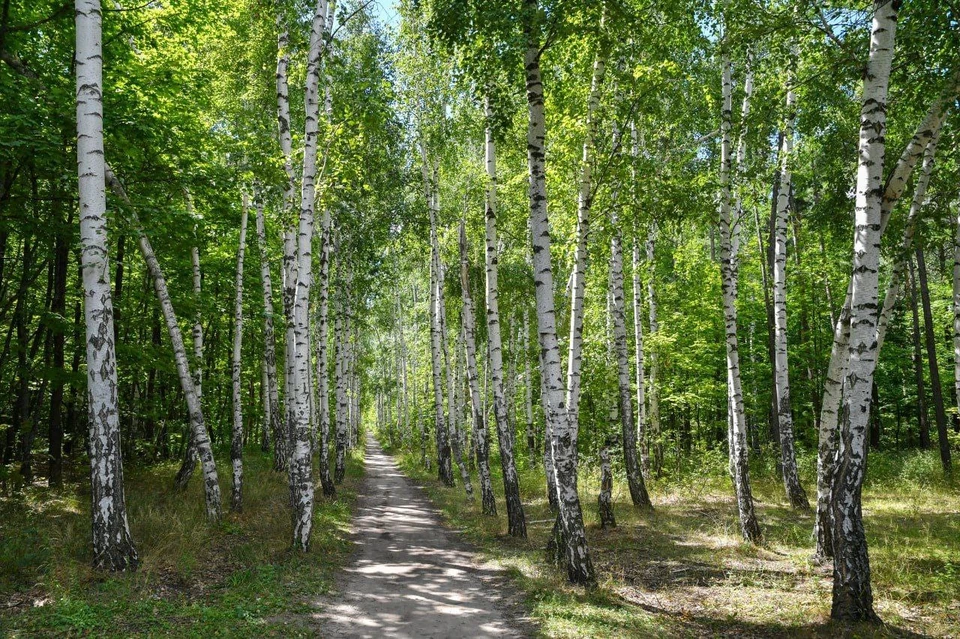 В конце сентября-2023 запланированы высадки лесов в Марксовском и Балашовском районах