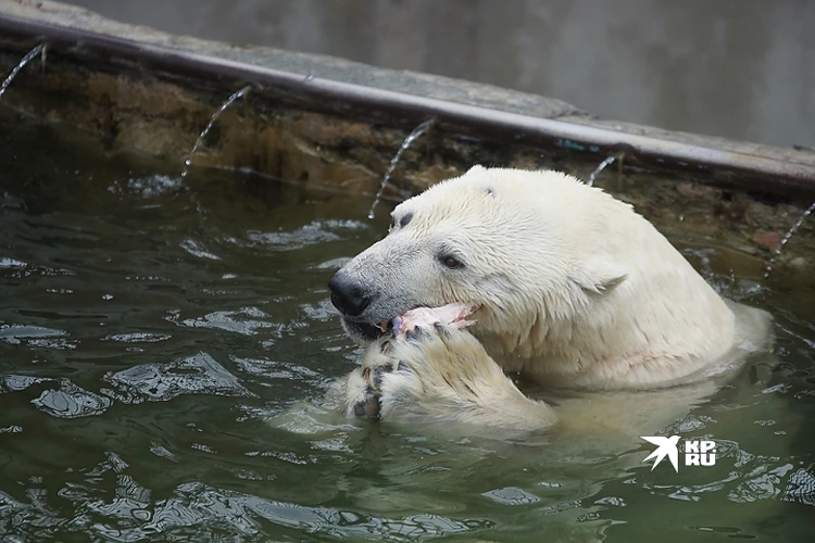 В Екатеринбургском зоопарке умерла белая медведица Айна