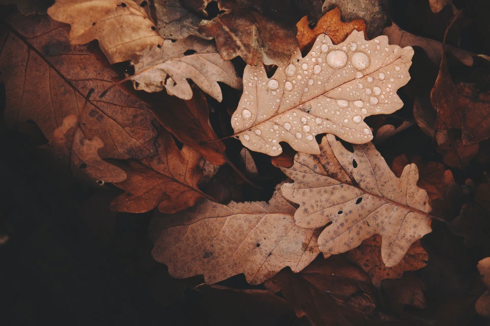 Фото - Unsplash.com