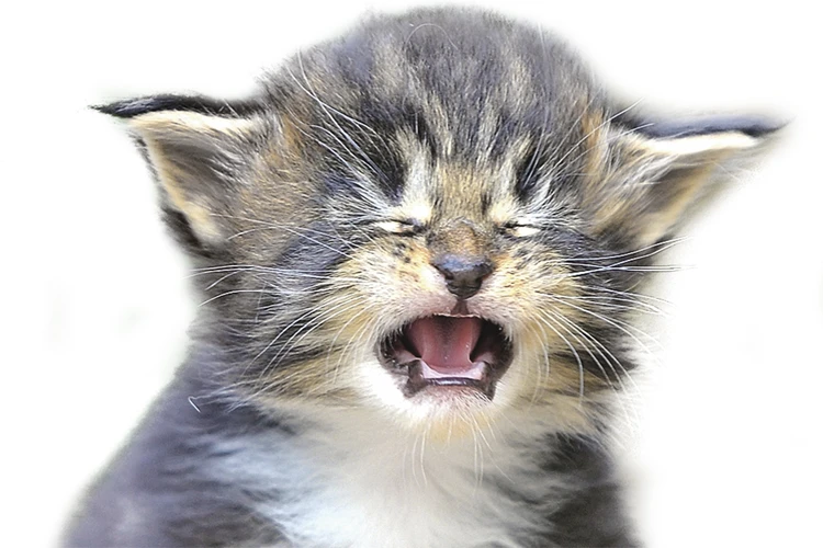 Почему коты плачут