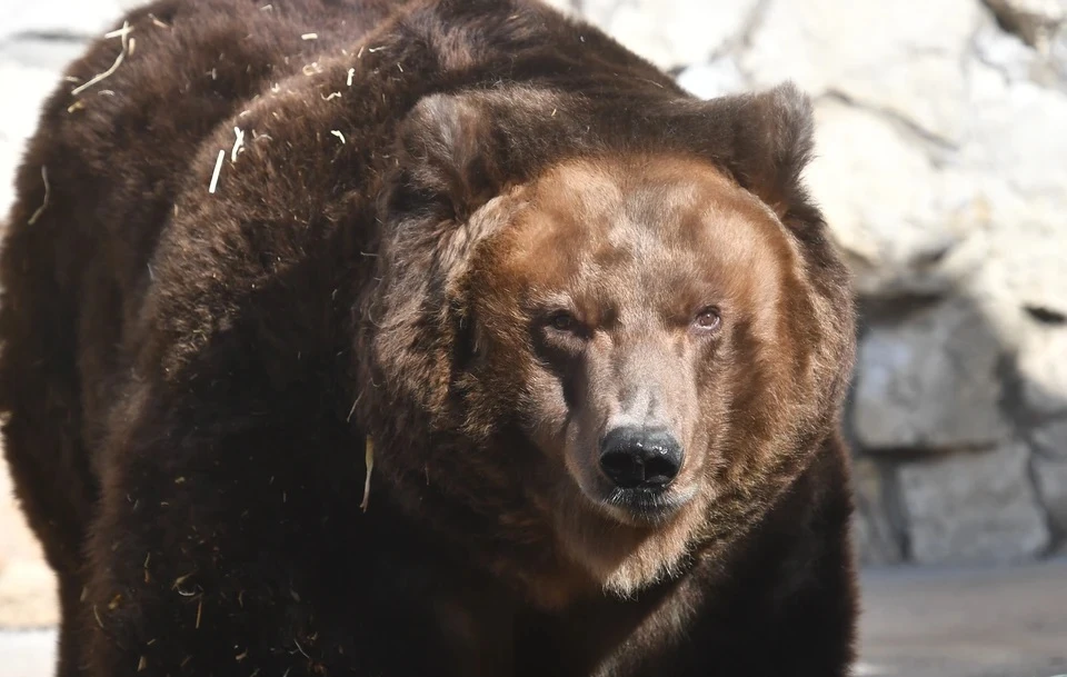 Агрессивный медведь держит в страхе частный сектор посёлка Смирных