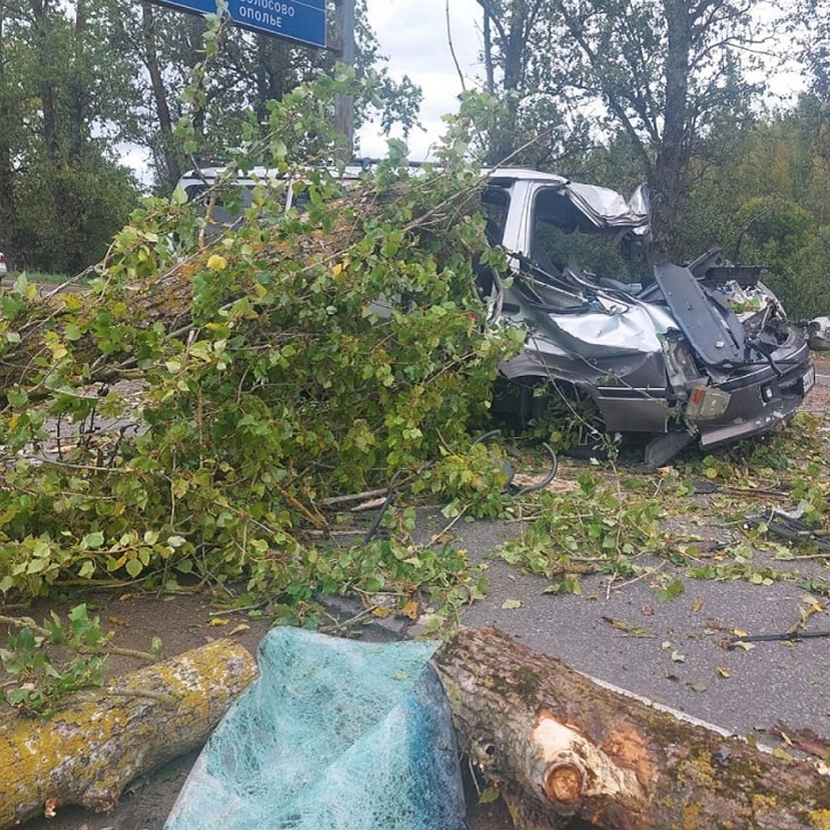 Автомобилист влетел в упавшее перед ним дерево и погиб в Ленобласти - KP.RU