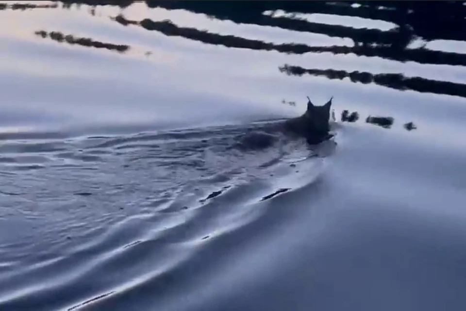 Рысь переплывает Енисей. Фото: скриншот видео заповедника "Центральносибирский".