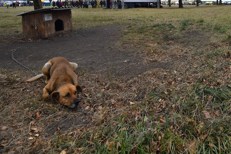 В посёлке под Новосибирском жалуются на большого пса, бегающего на самовыгуле.