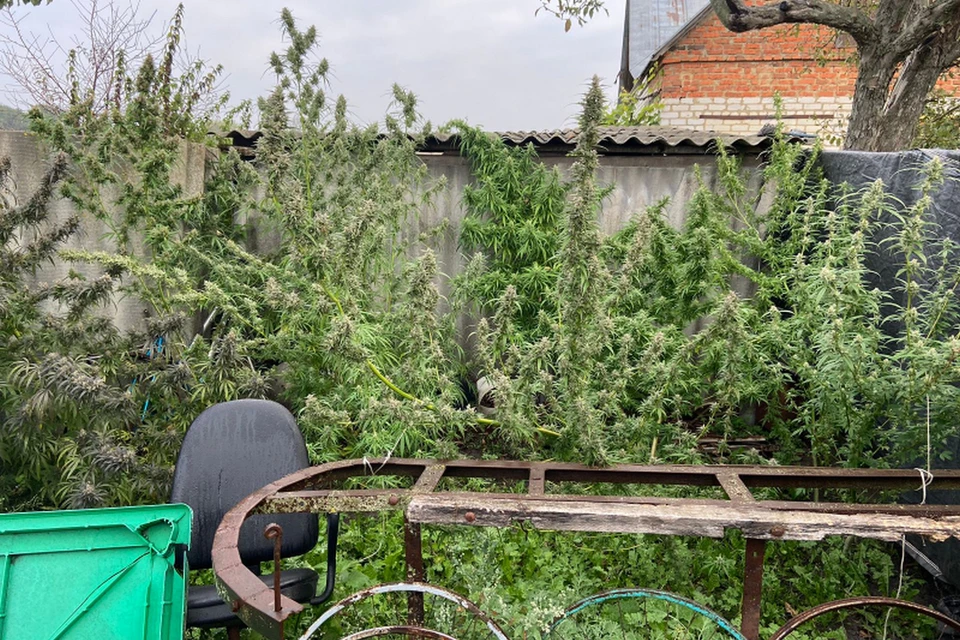 Жителю Липецкой области грозит от трех лет за хранение наркотиков