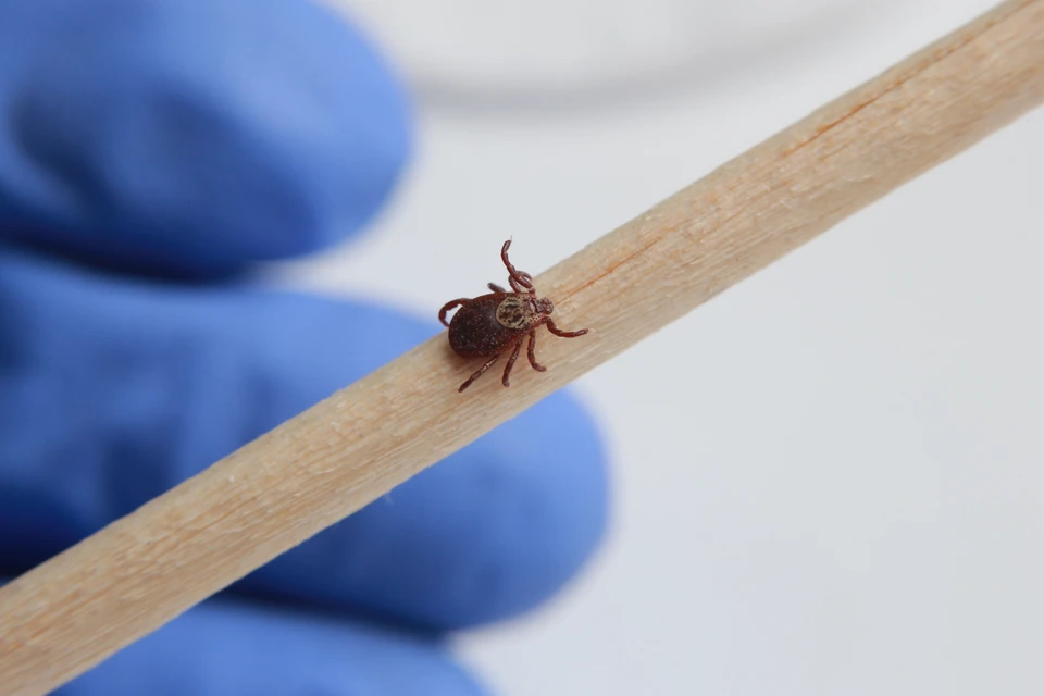 В Ульяновской области за неделю клещи покусали 149 человек