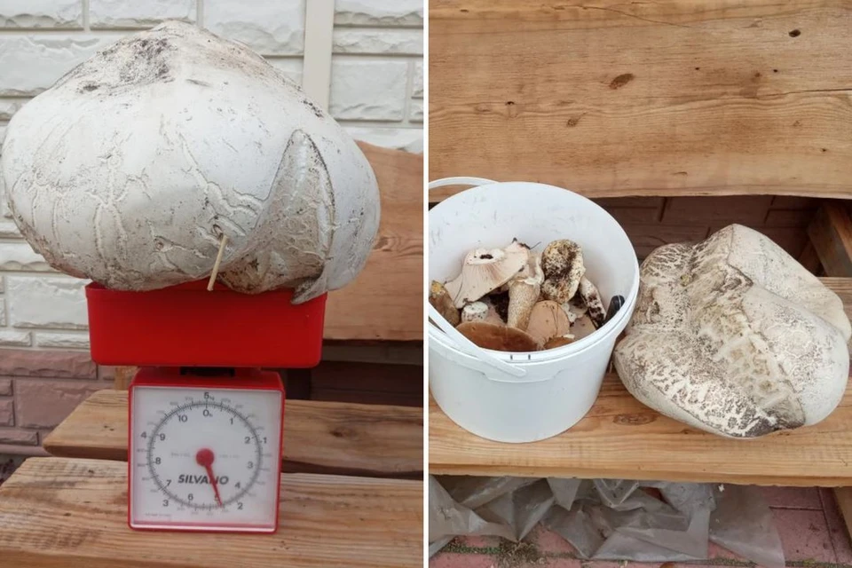 Житель Новосибирска нашел гигантский гриб-головач. Фото: Василий Федюшин