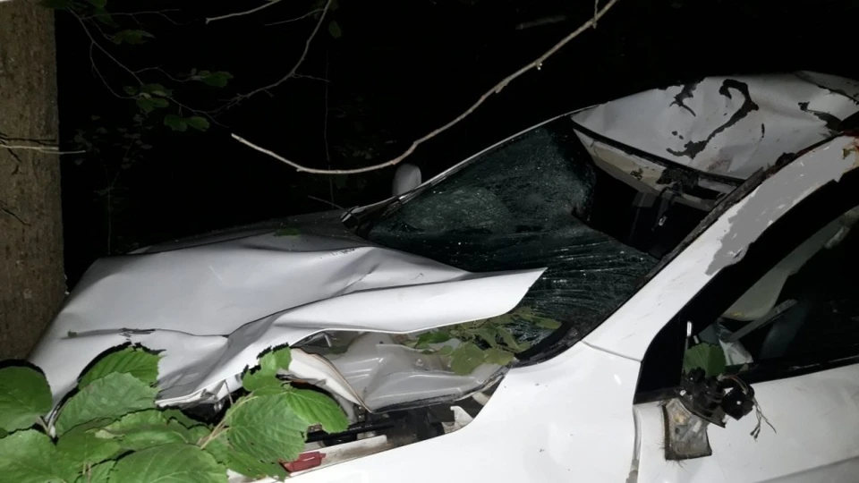 125 животных попали под колеса авто