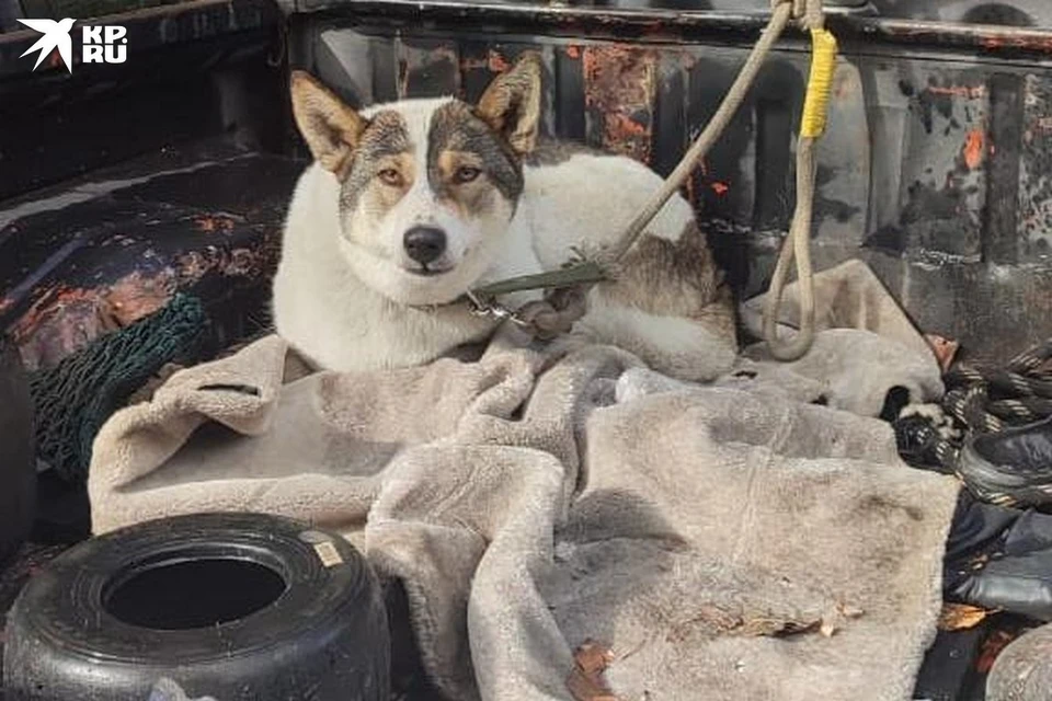 Оставили собаку на сутки. Catnap и Dog Day шип фото.