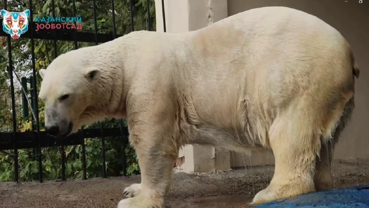 Белый медведь живет в Казани и ждет, когда достроят зоопарк в Перми