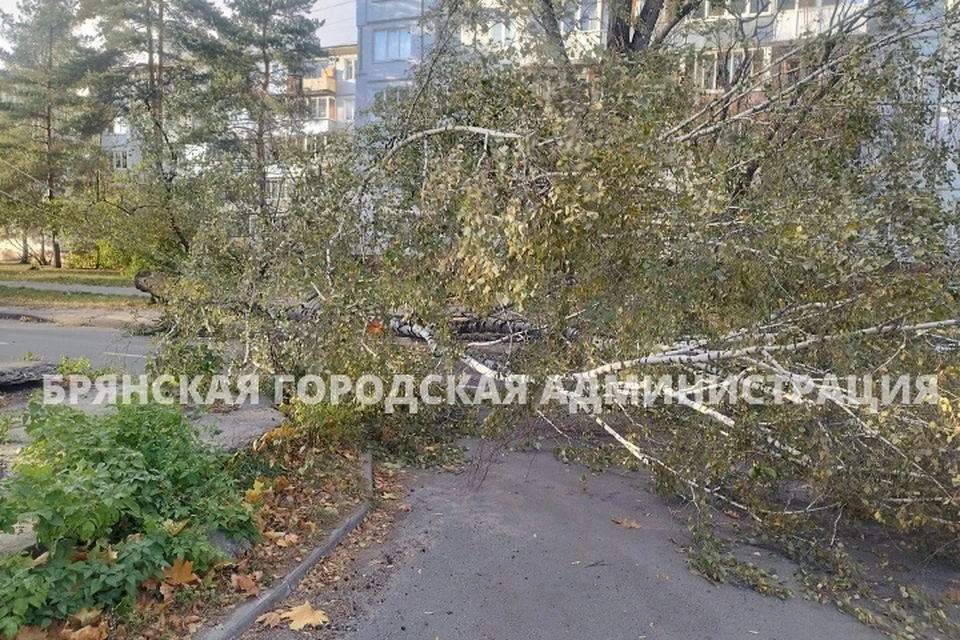 Фото: пресс-служба Брянской городской администрации.