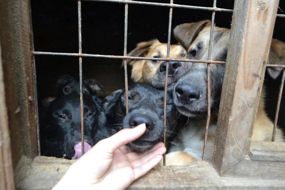 "КП-Петербург" просит помочь приюту с сотней замученных собак в Ленобласти. Фото: предоставлено волонтерами