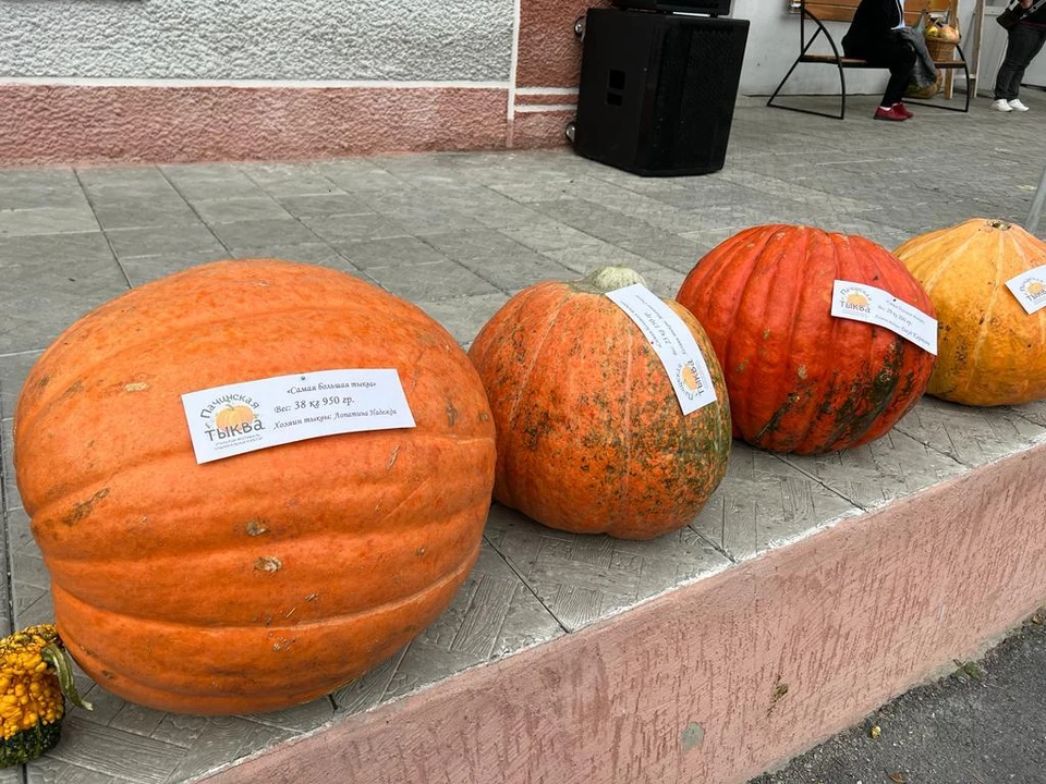 Тыква весом почти в 39 килограммов победила в конкурсе овощей-великанов на фестивале «Пачинская тыква». Фото: Софья Симакова.