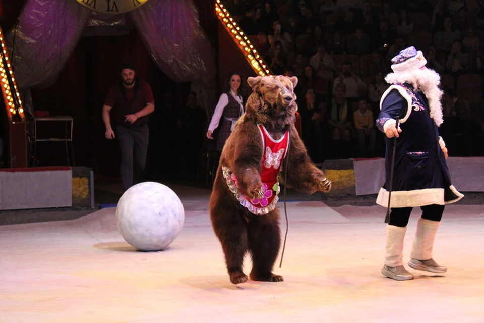 Запрет животных в цирке