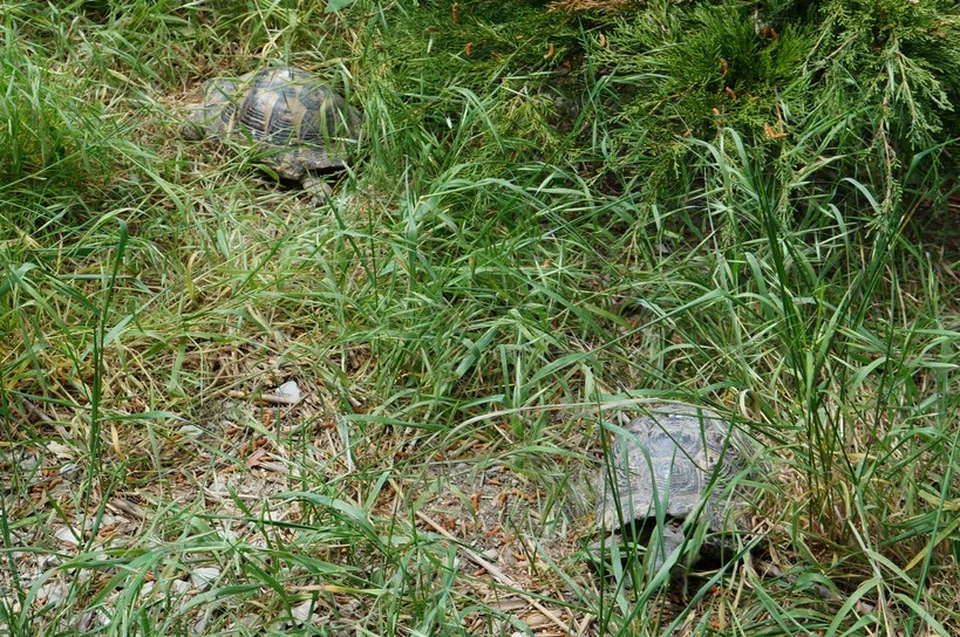 У черепах Никольского брачный период. Фото: www.safari-park.ru