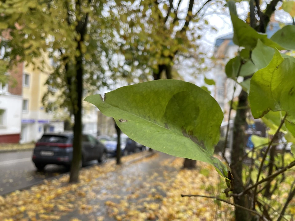 В Калужской области выпадет снег