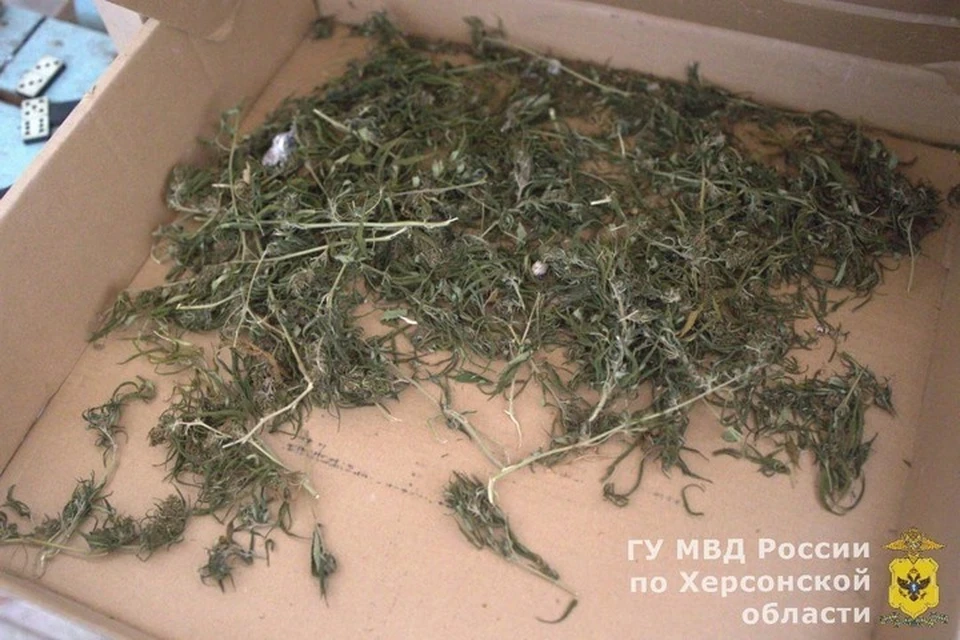По словам задержанных, коноплю они изготовили для личного употребления. ФОТО: ГУ МВД России по Херсонской области