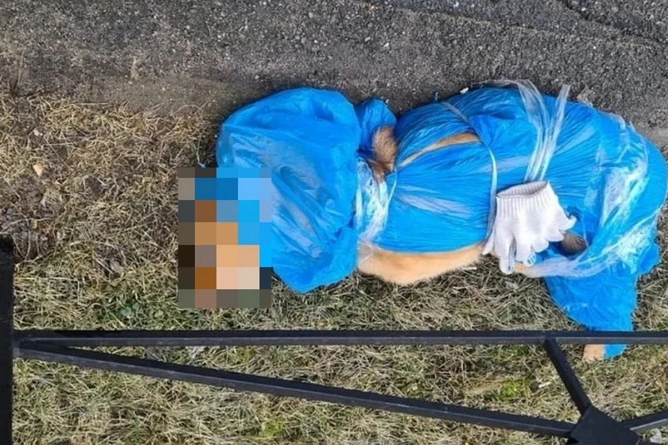 Петербуржца будут судить за убийство пса брючным ремнем. Фото: vk.com/fondseverniymedved
