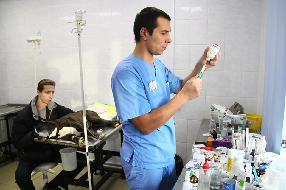 Ярославская ветеринарная клиника проводит бесплатную стерилизацию и вакцинацию бездомных животных.
