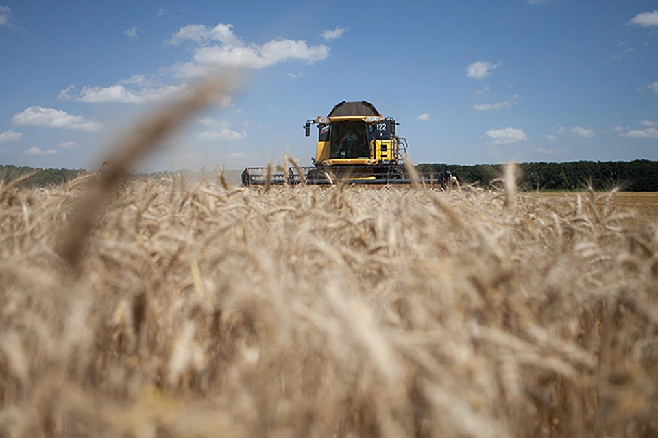 В Волгоградской области 59-летний глава КФХ незаконно собрал более 300 тонн пшеницы