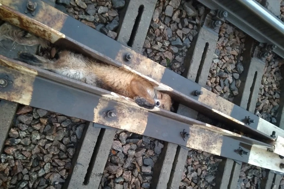 Лисицу вытащили из плена и увезли на обследование. Фото: vk.com/animal_rights_spb