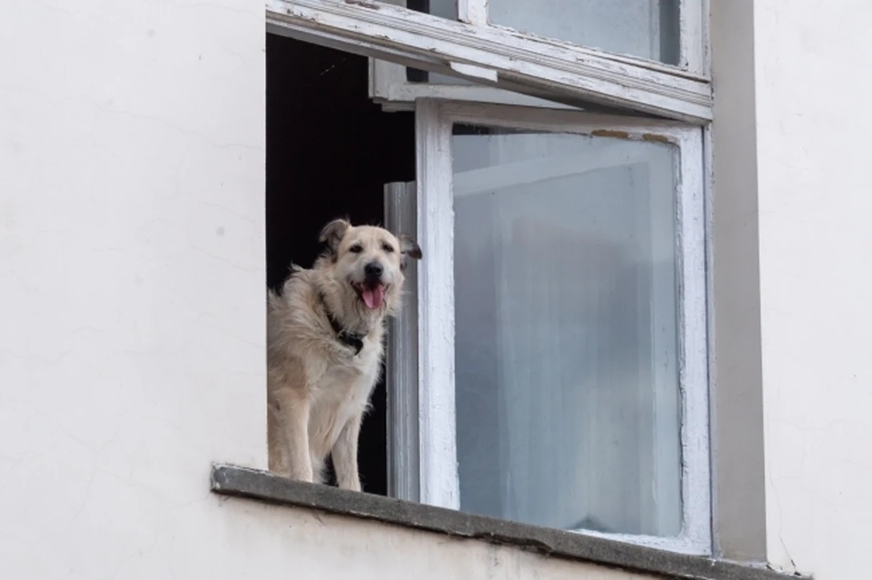 Житель Коми заплатит более 50 тысяч рублей за нападение своего пса