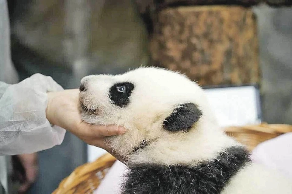 Политолог Гусев: Китай забрал панд из зоопарка США, демонстрируя свое недоверие Фото: Telegram Светлана Акулова
