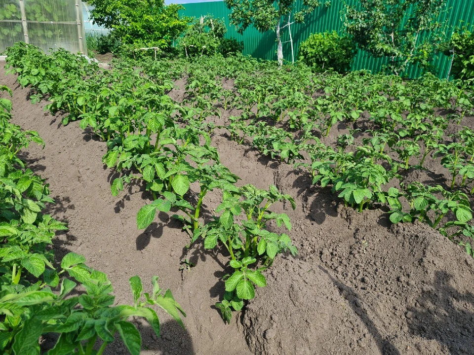 Тюменским садоводам посоветовали начать подготовку к новому огородному сезону