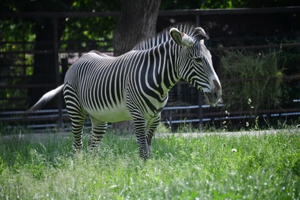 В Ростовском зоопарке отметили день рождения зебры Адама