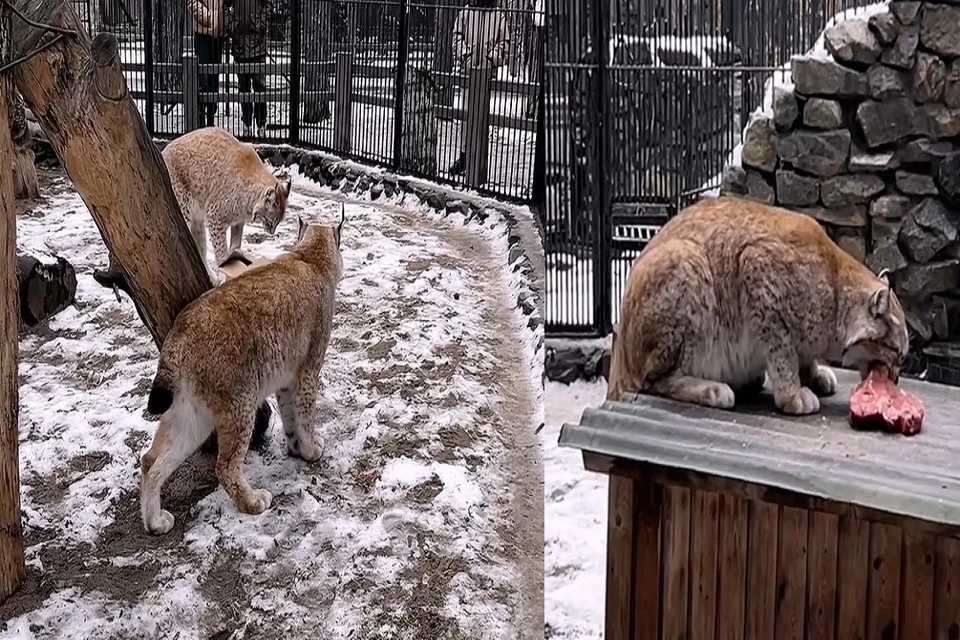 В Новосибирском зоопарке показали кормление сибирских рысей. Фото: скриншот // телеграм-канал "Новосибирский зоопарк".