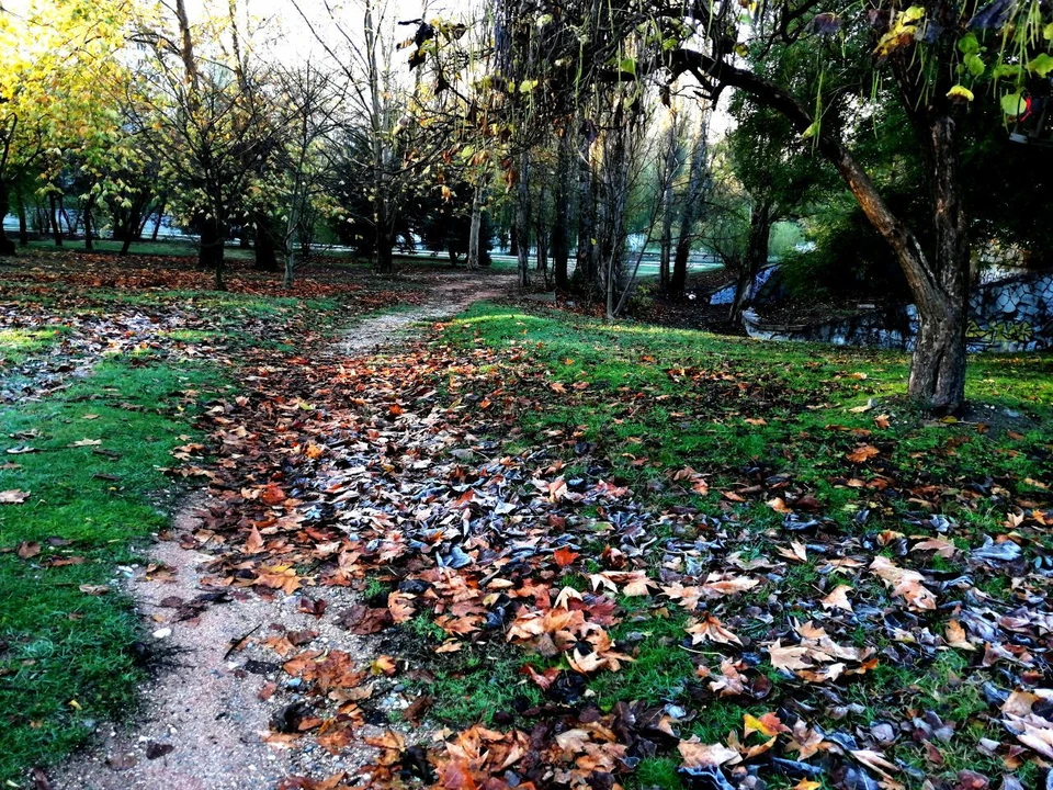 В Гагаринском парке побелела и трава, и опавшая листва.