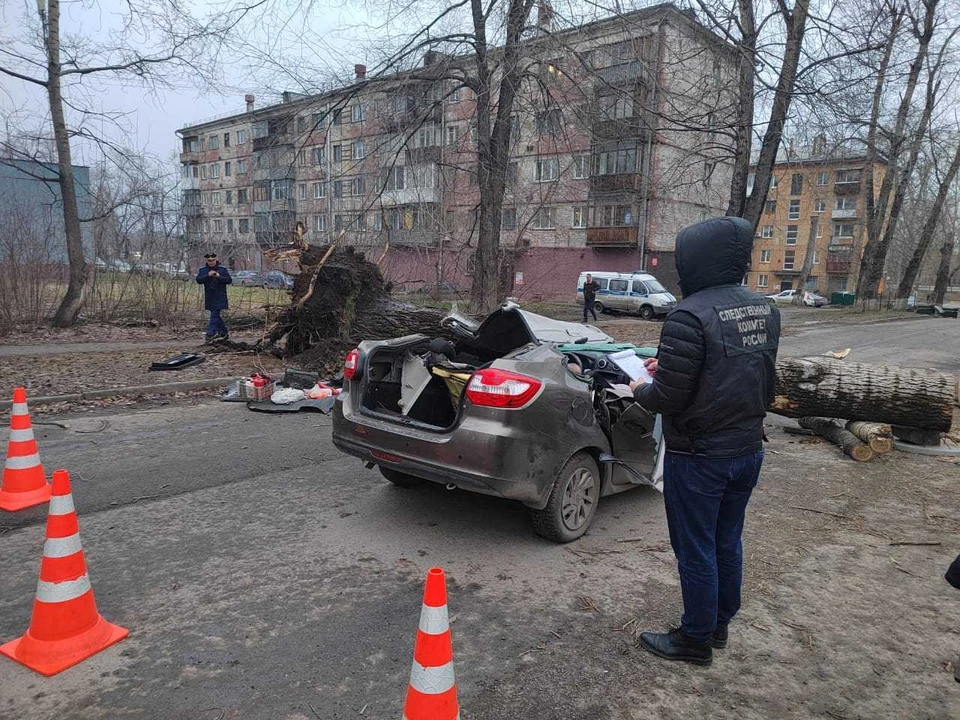 Момент падения дерева на автомобиль с людьми в Кузбассе попал на видео. Фото: СУ СК России по Кемеровской области